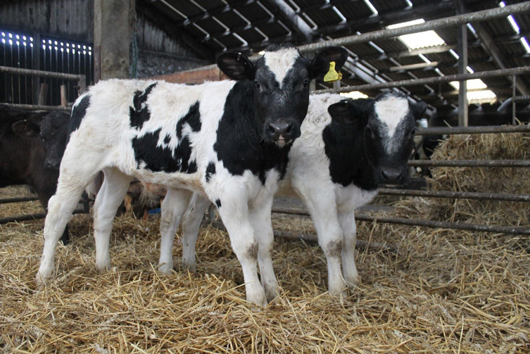 The Jack Daniels calves have really - Cogent Breeding Ltd