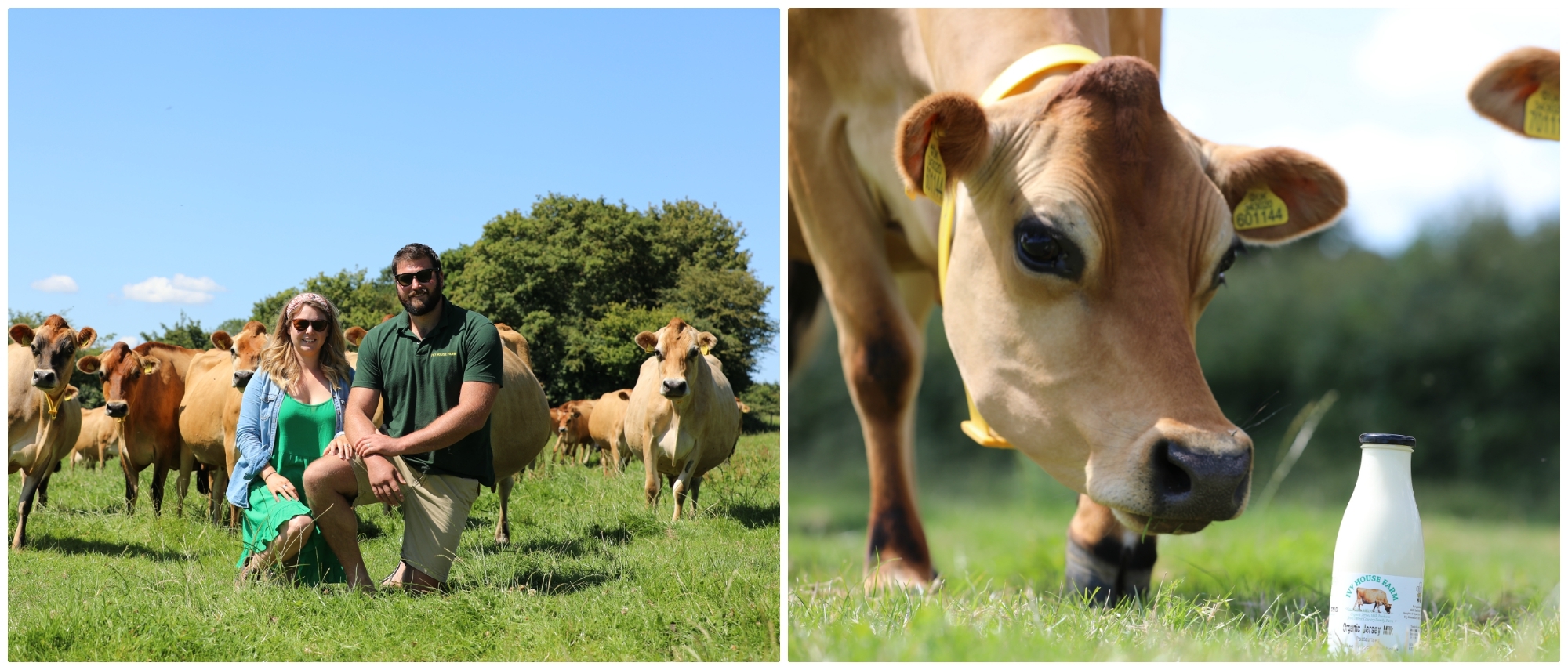 Jersey dairies inc case study 06 image