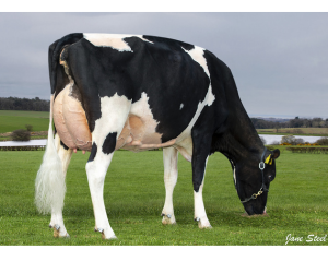 Boghill Glamour Captain SS Carlin F GP84, dam to a number of new bulls from Cogent