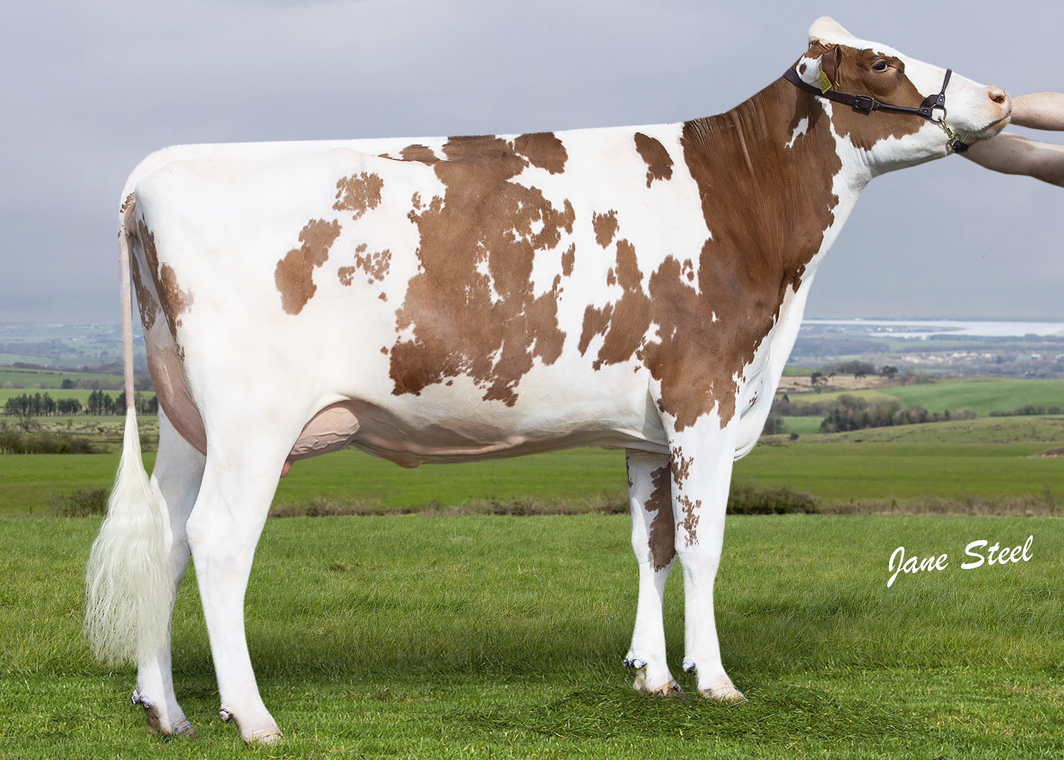 Wyresdale Robin Trixie 9 Red