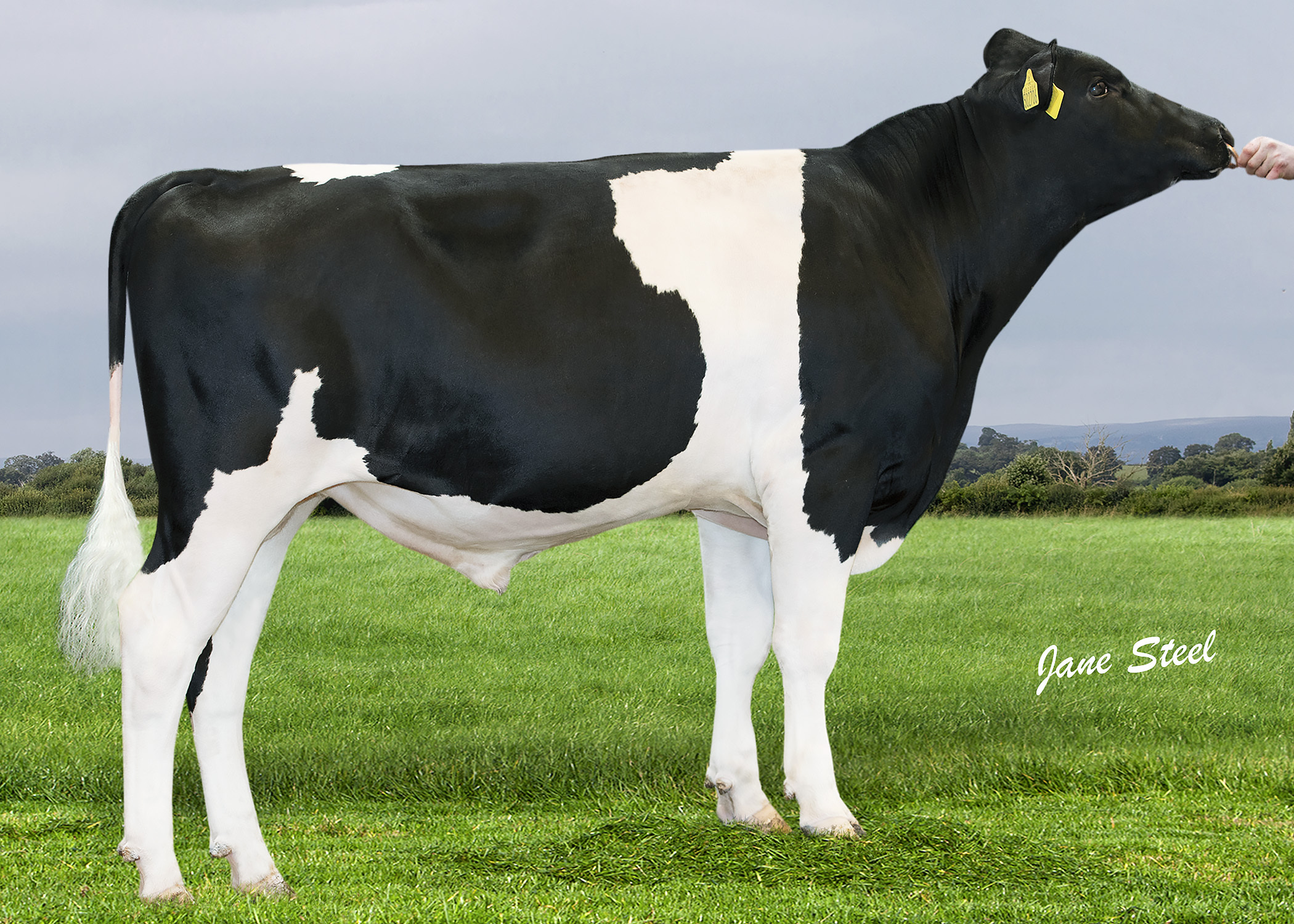 Bankhouse Distinction