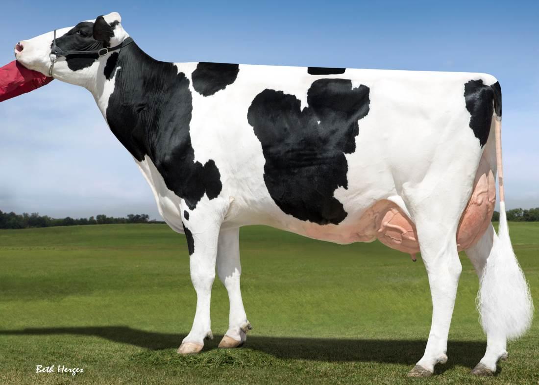 Sandy-Valley Robust Ruby VG85