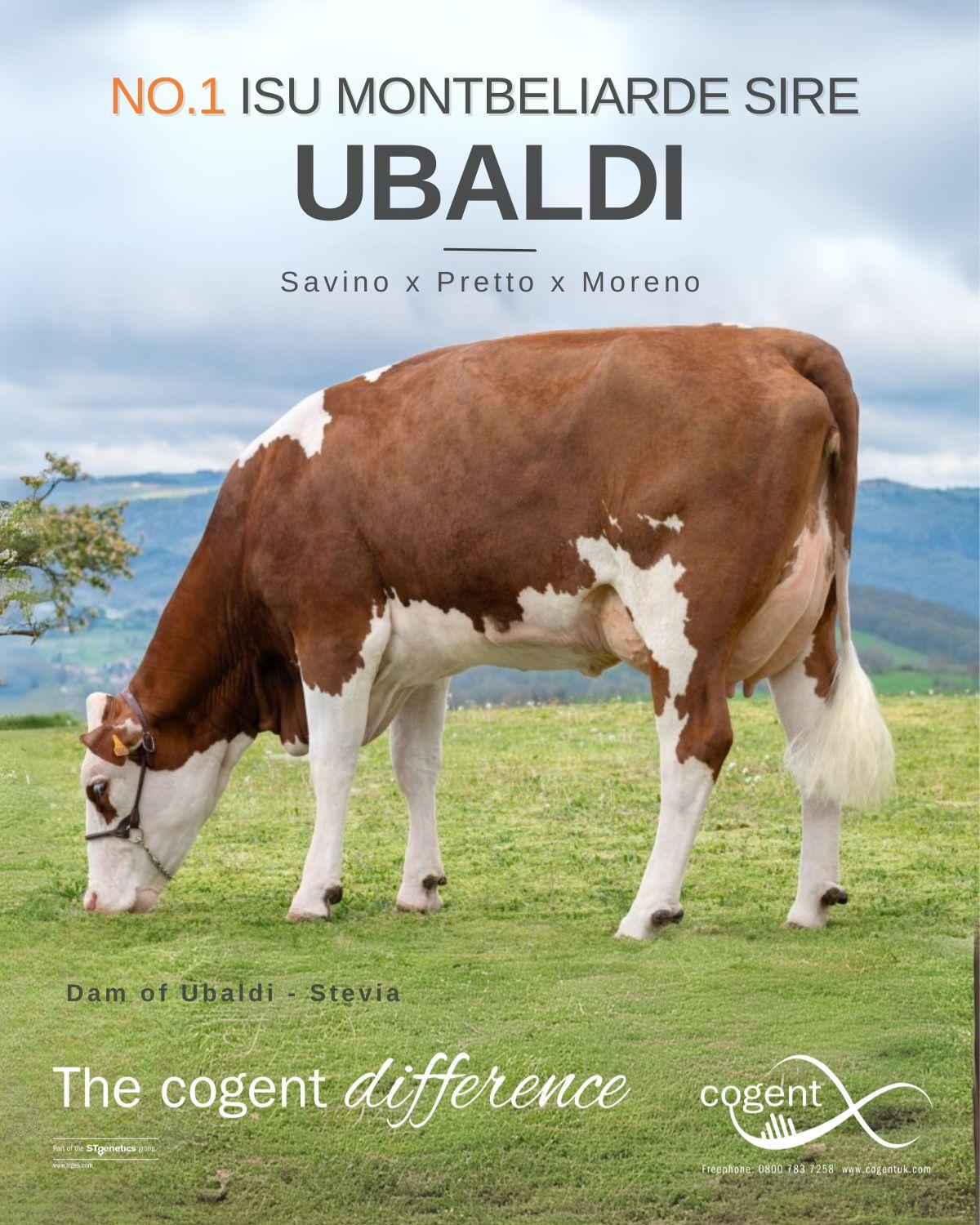 Ubaldi