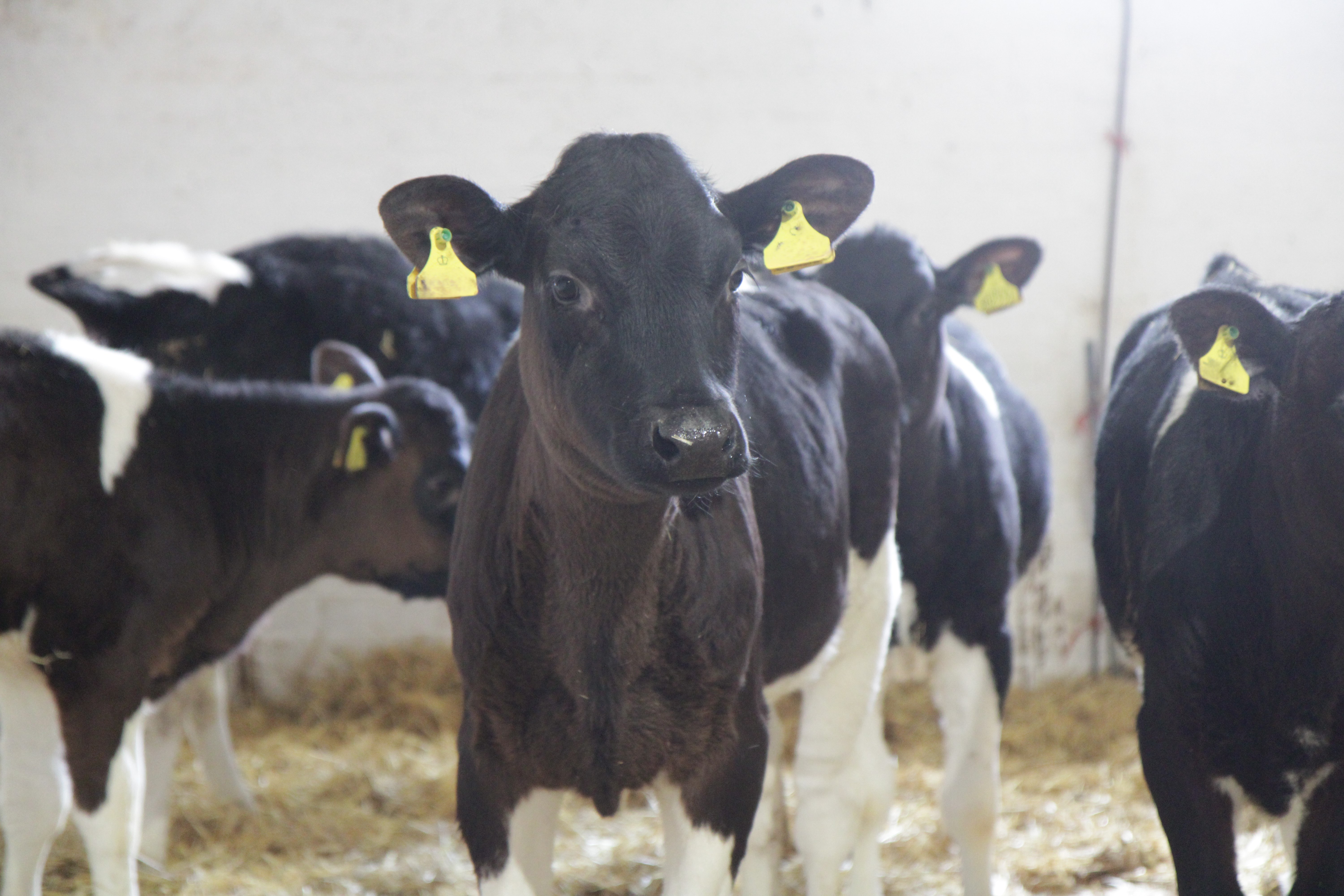 Bradash Friesian Calves