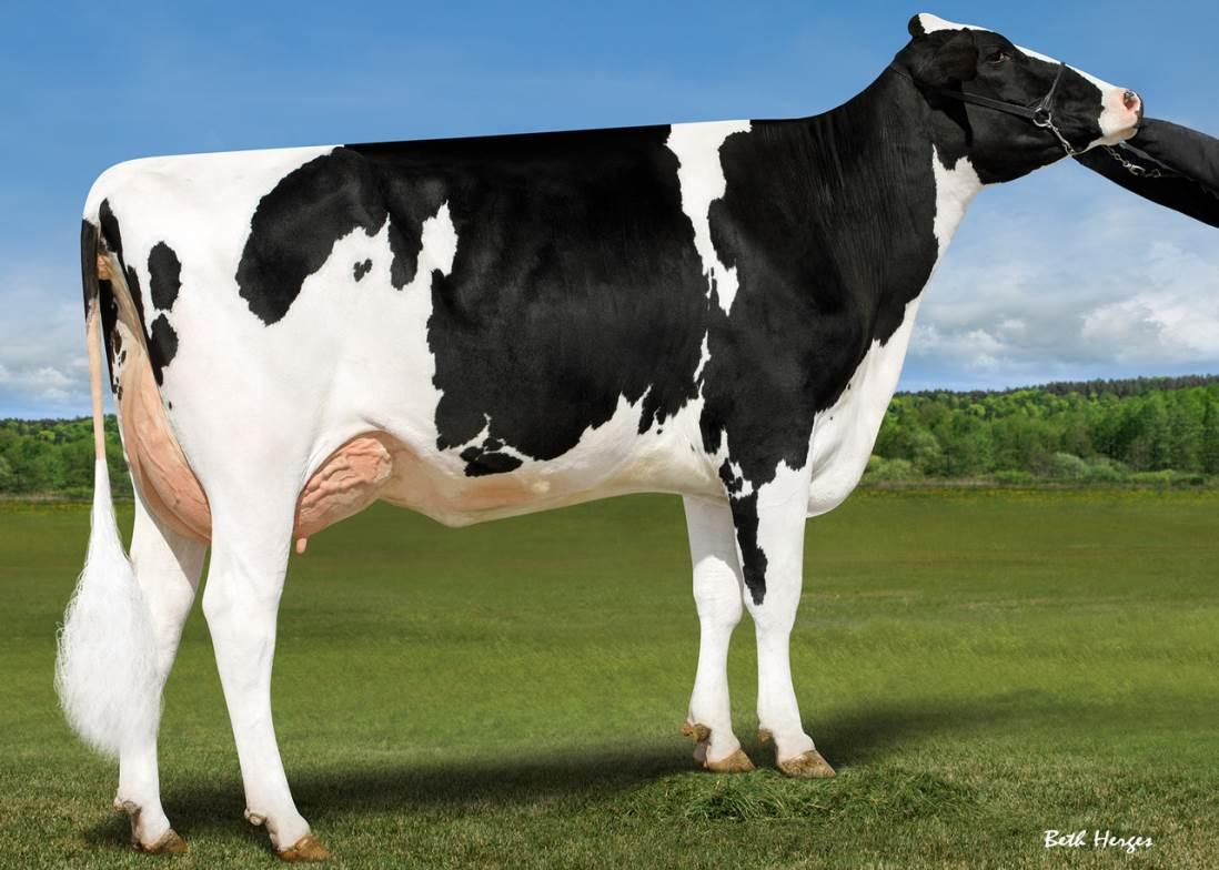 Genosource Bravo VG86
