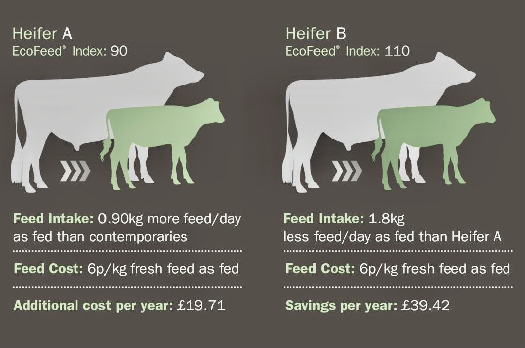 The role of genetics in improving feed conversion - Cogent UK