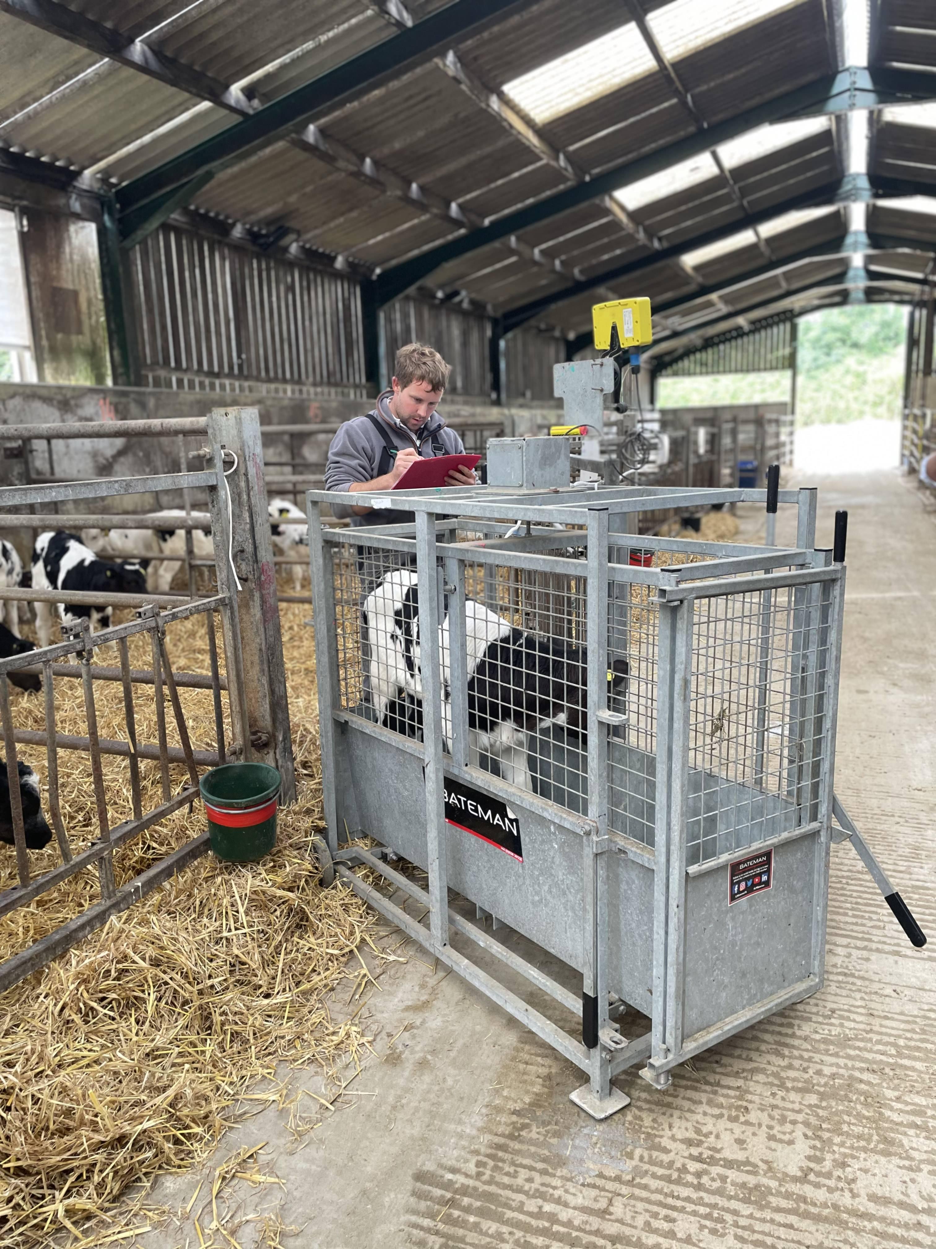 Dennis Ballard Weighing Calf