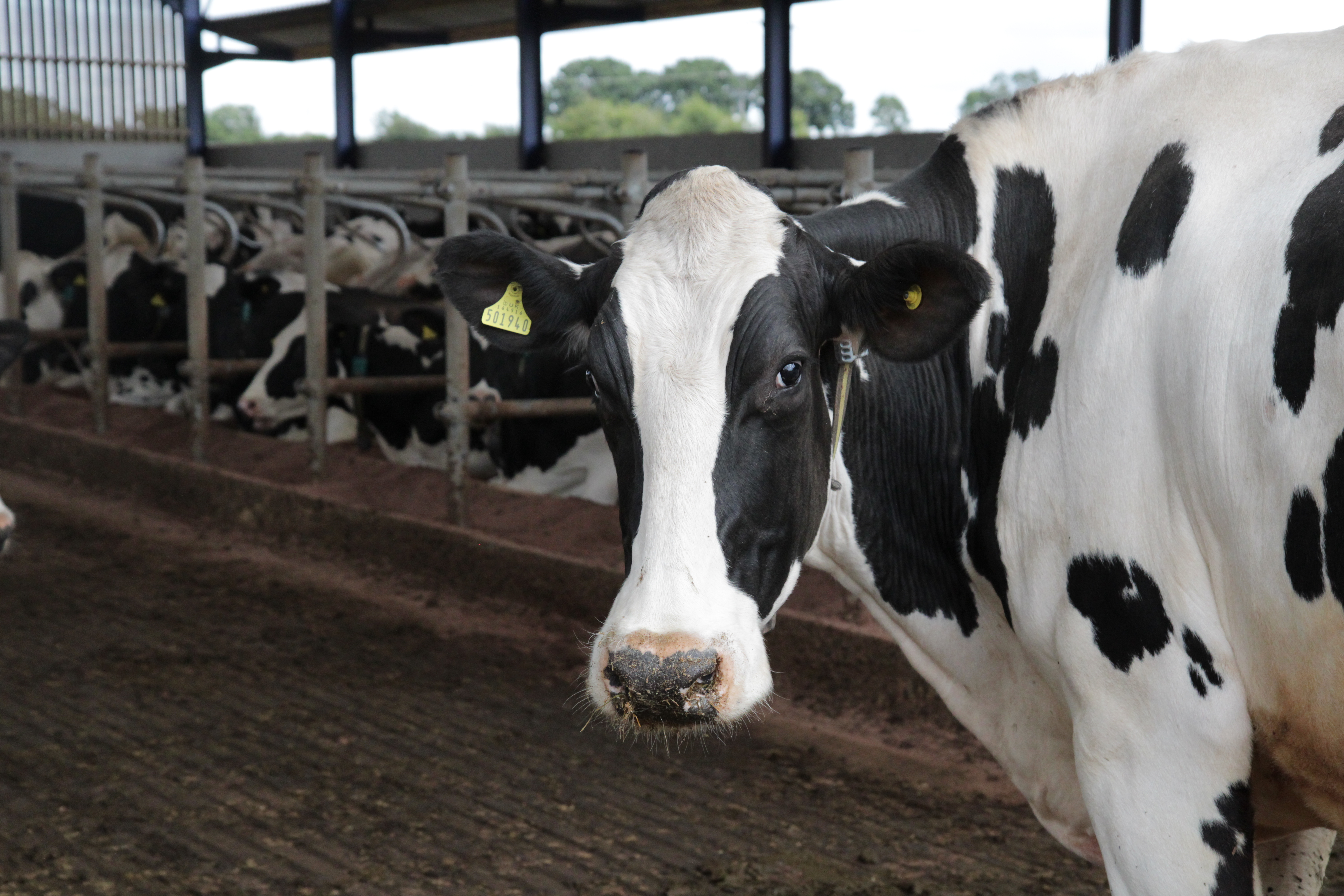 West View Farm Cow