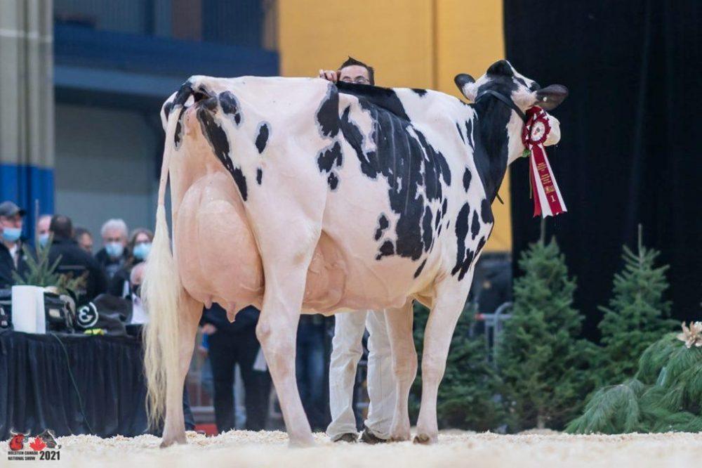 MGD Idee Windbrook Lynzi EX95 at the National Holstein Show in 2021