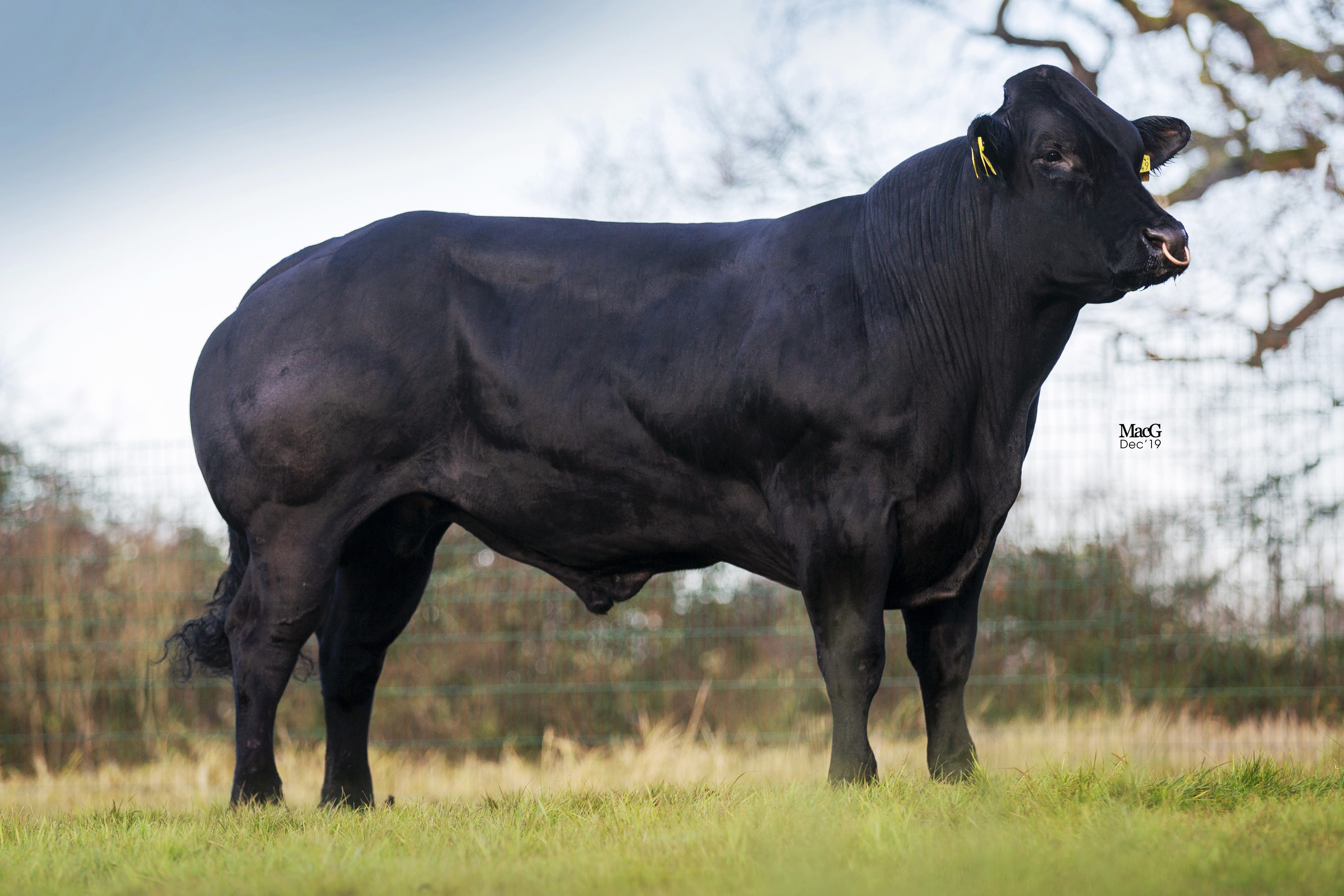 *NEW* Aberdeen Angus NOTORIOUS joins our Signature Beef line-up - Cogent UK