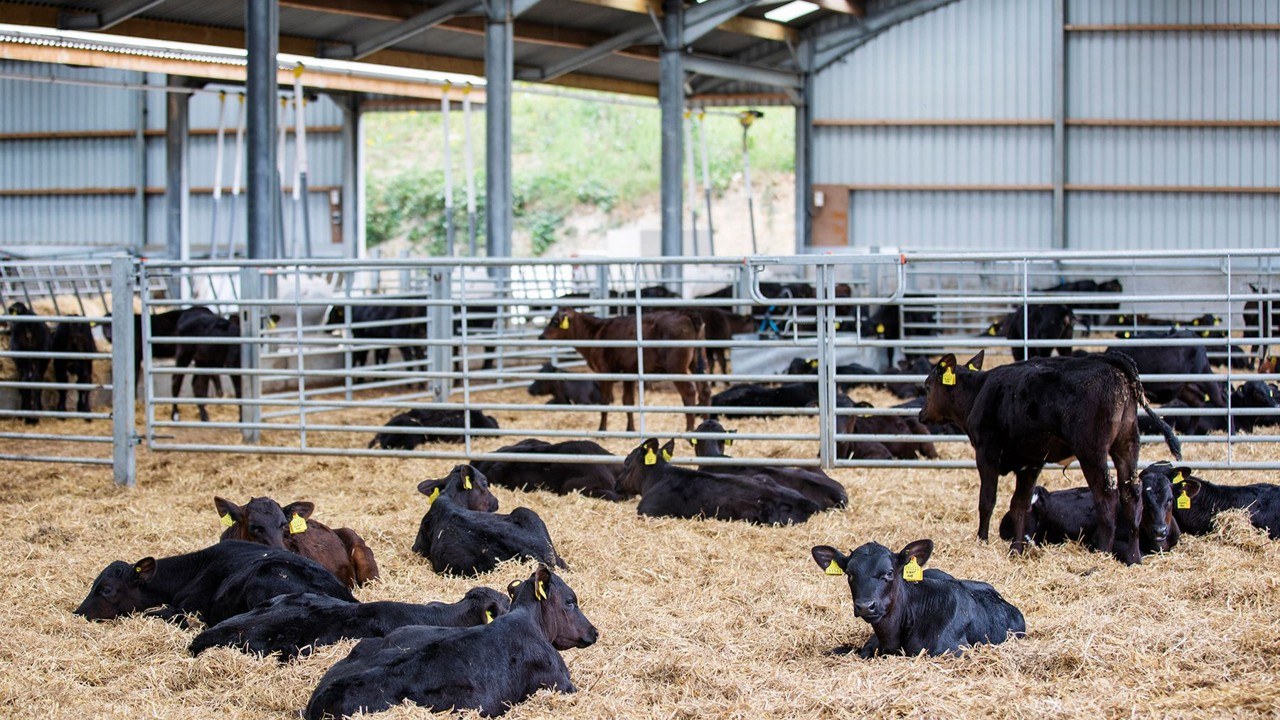 Angus beef-on-dairy photo