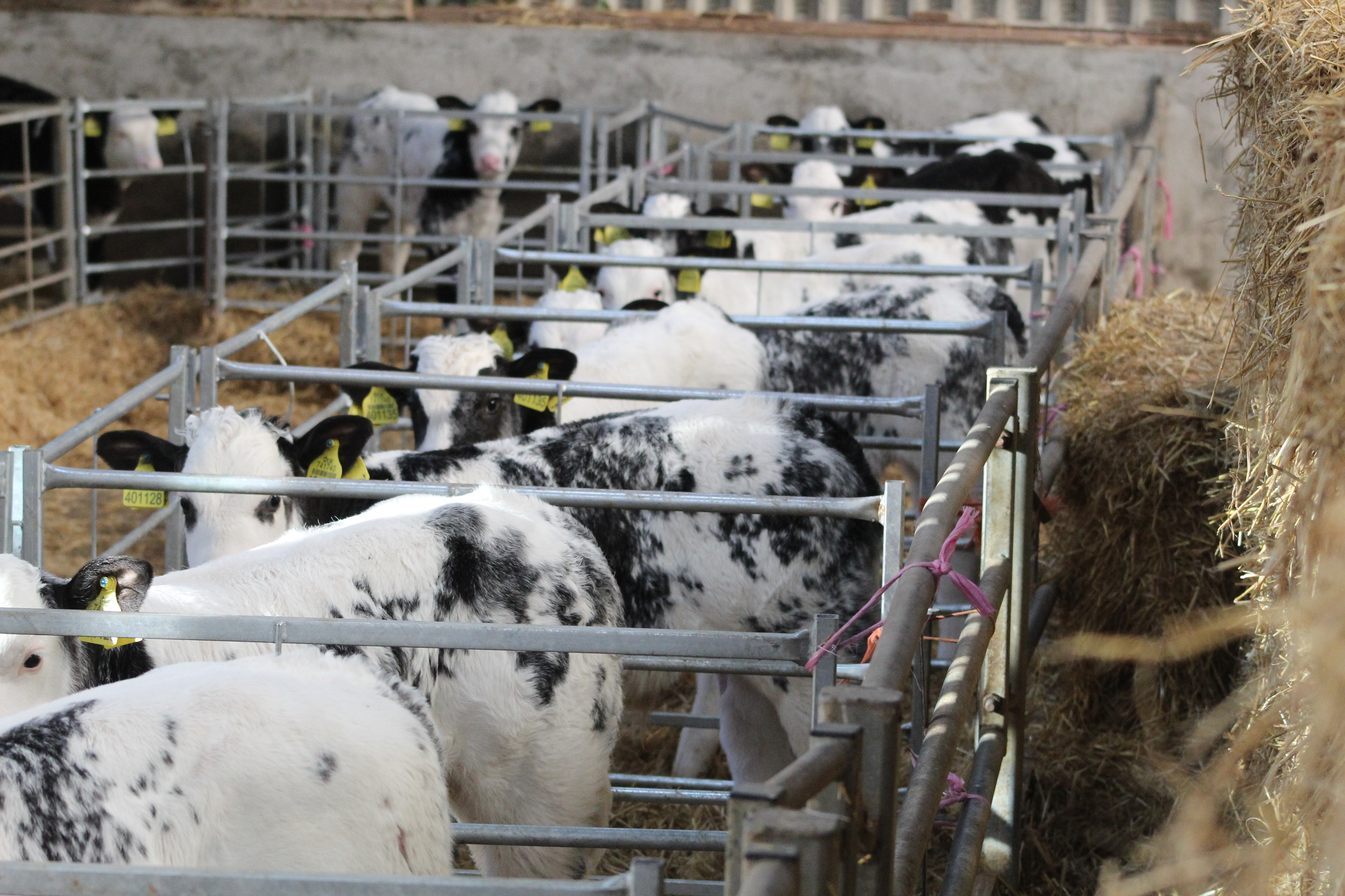 British Blue beef-on-dairy calves