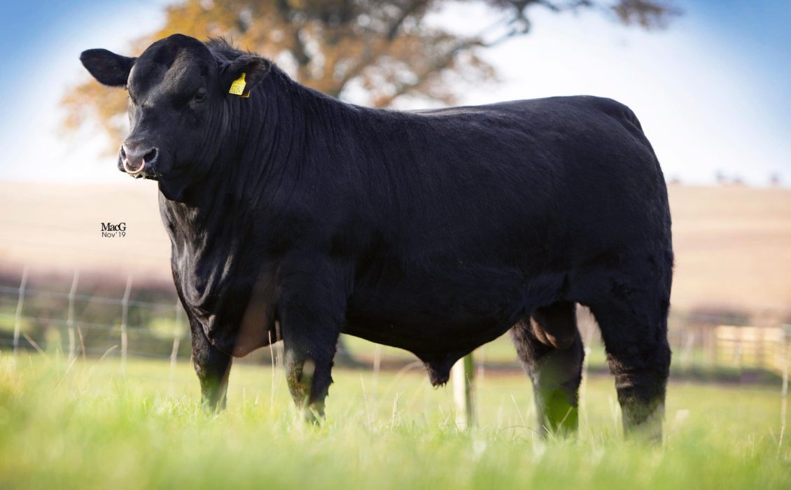 NEW Aberdeen Angus sire BALTIMORE joins our Signature Beef line-up ...