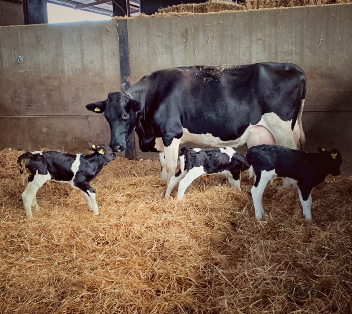 Somerset dairy cow gives birth to triplets - Cogent UK