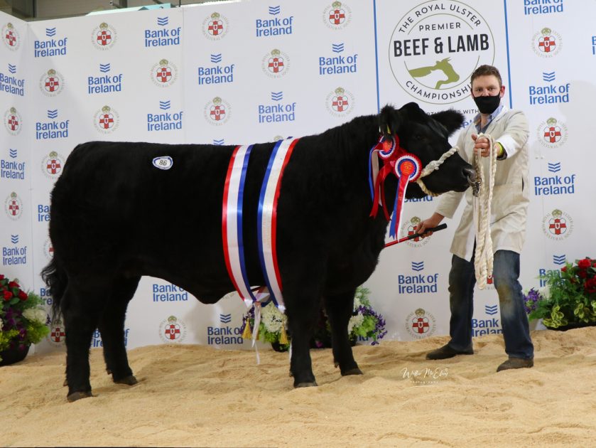 The Angus and Native Champion at the Royal Ulster Beef and Lamb ...