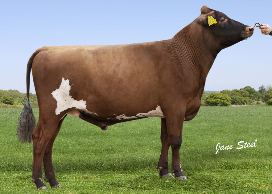 ARDMORE JEEPERS CREEPERS one of the hottest NEW Ayrshire sires to hit