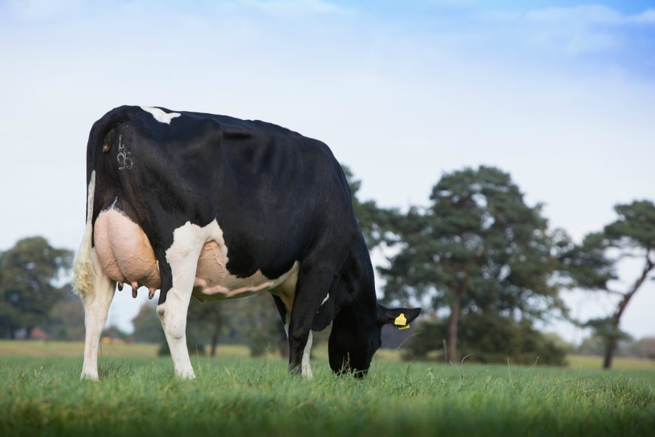 Dairy lifespan index trait updated to improve accuracy Cogent UK