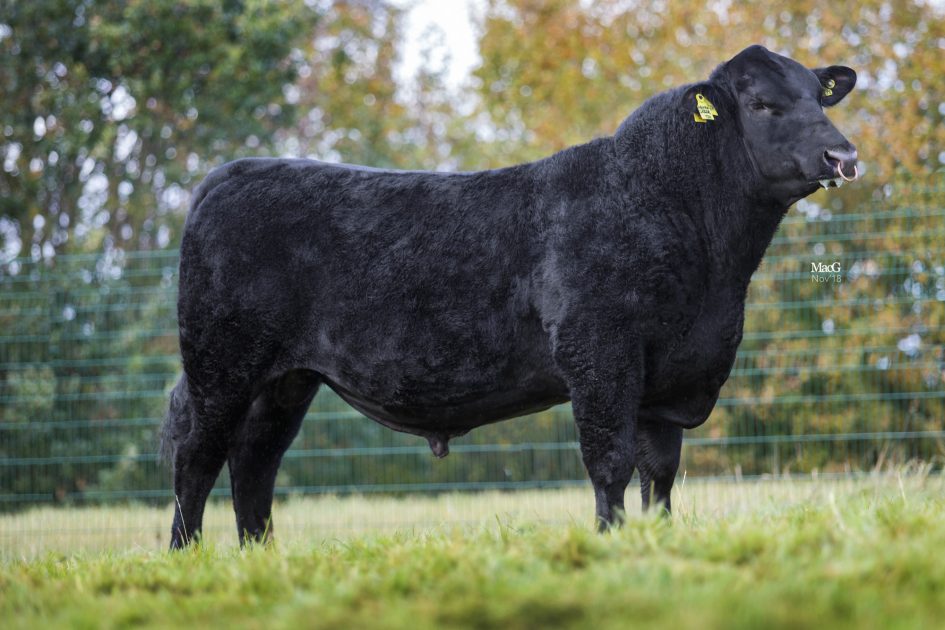 NEW Aberdeen Angus from the Melview Herd - Melview GREGOR - Cogent UK