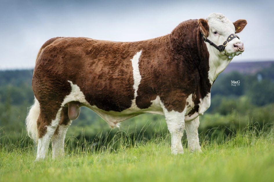 An exciting new addition to our Simmental collection - Popes JASPER 18 ...