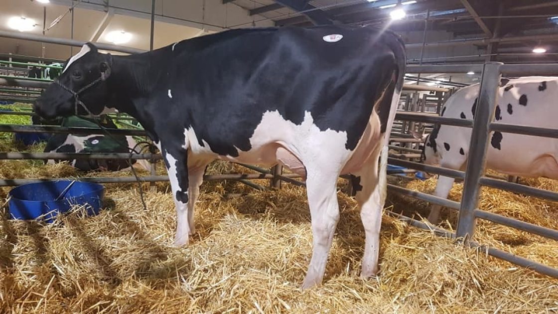 Willsbro sale sees Cogent sired LAMBDA Pammy reach 6,000gns Cogent UK